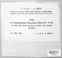 Coleosporium tussilaginis image